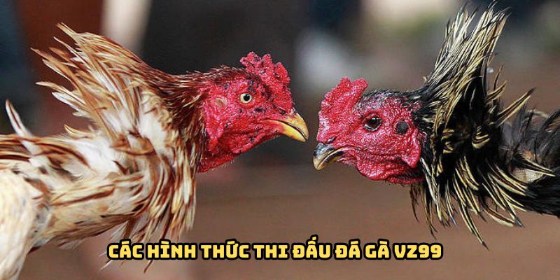 Một số hình thức thi đấu thịnh hành nhất