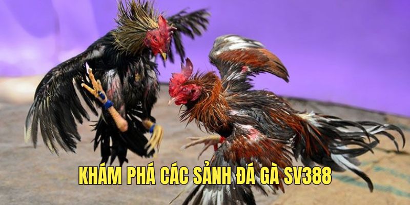 Các sảnh chọi kê hấp dẫn tại SV388