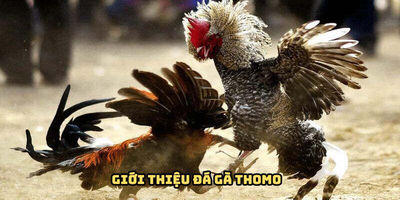 Tìm hiểu vài thông tin cơ bản về đá gà thomo