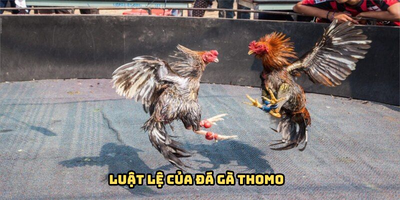 Tổng hợp quy định cần nắm vững trước khi tham gia đá gà thomo