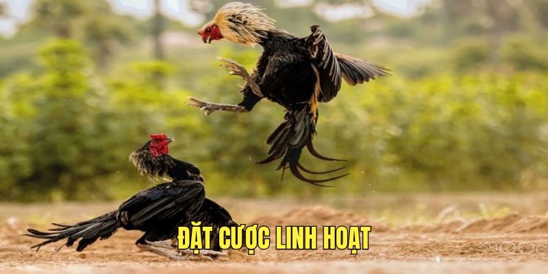 Tham gia đặt cược linh hoạt để giảm thiểu rủi ro