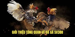 Tìm hiểu thông tin về sảnh đá gà SV388