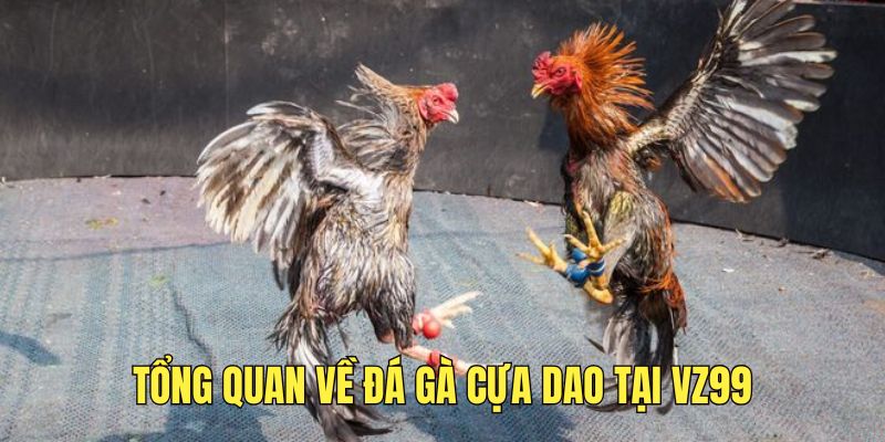 Tìm hiểu về đá gà cựa dao tại VZ99